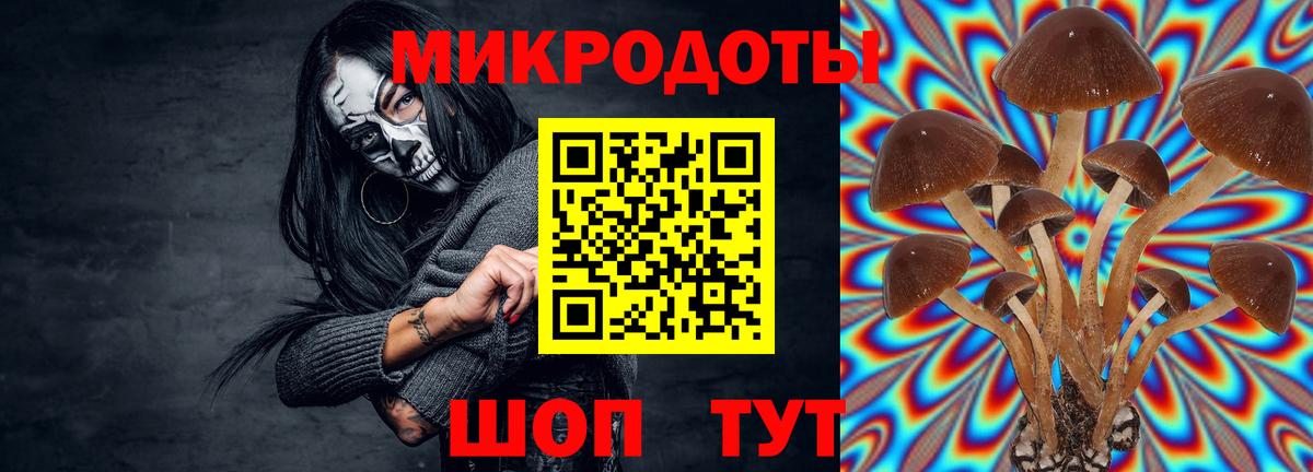 Галлюциногенные грибы Psilocybine cubensis Северобайкальск